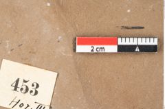 Foto (Detailansicht) von Aronium extinctum Ettingshausen (NHMW-GEO-2024-0188-0453)